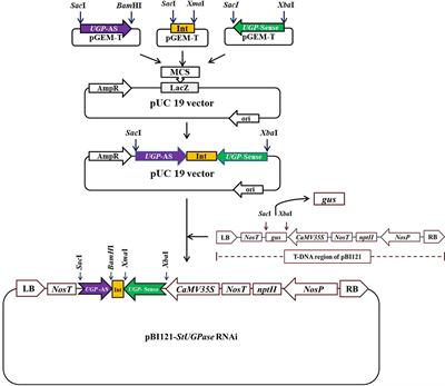 Amelioration of cold-induced sweetening in potato by RNAi mediated silencing of StUGPase encoding UDP-glucose pyrophosphorylase